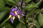 Climbing nightshade